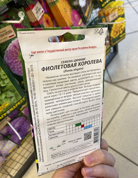 цинния Фиолетовая королева